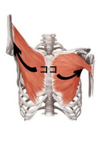 大胸筋停止部を図にした写真