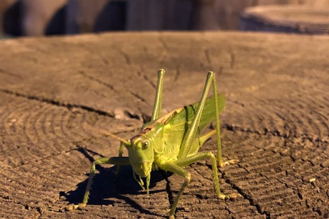 昆虫の写真