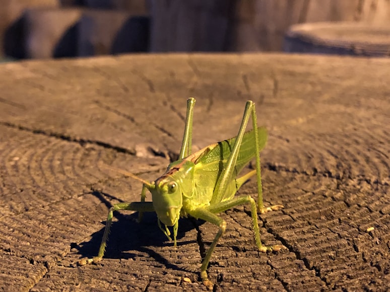 昆虫の写真