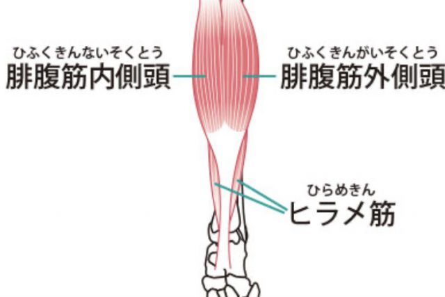 下腿三頭筋の解剖図